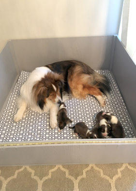 Coco and her babies with our new whelping box!!  Thank you Jim & Bonnie Rector