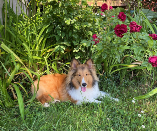 Benji enjoying the beautiful gardens